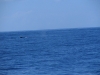 Humpback fin